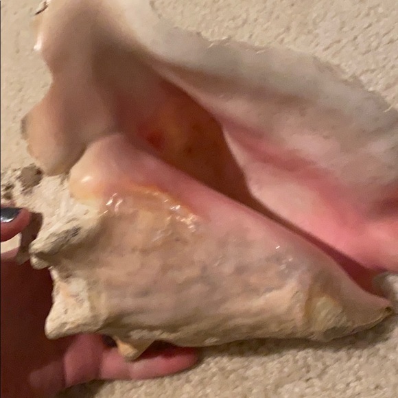 Shell - Picture 2 of 4